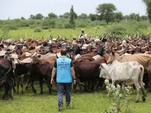 520 bin kişiye adak, akika ve şükür kurbanı eti ulaştırıldı