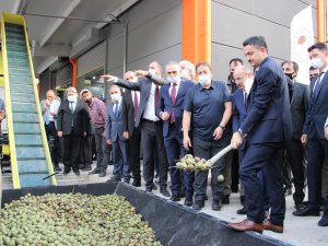 Eline küreği alan Bakan Pakdemirli makineye ceviz yükledi