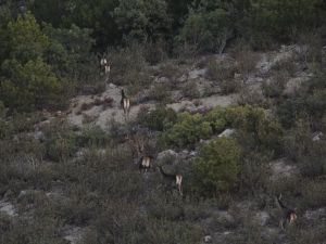 Afyonkarahisar ve Denizli’de yaban hayvanlarının envanteri çıkarıldı