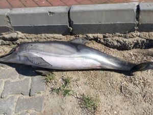 Kuşadası’nda ölü yunus balığı sahile vurdu