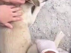 Polislerin hayvan sevgisi yavru bir köpeği hayata bağladı