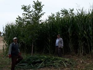 Mısır silajında ilk hasat yapıldı