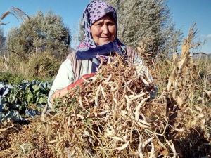 Meşhur Çameli kuru fasulyesinde hasat zamanı