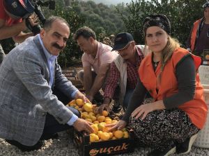 Satsuma mandalinanın ihracat yolculuğu 19 Ekim’de başlıyor