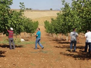 Eşme’de ceviz hasadı başladı