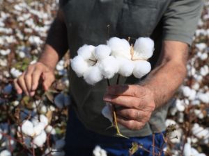 Milaslı çiftçilerin pamuğu tarlada kalmayacak