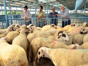 Pamukkale’de yetiştiricilere karya cinsi damızlık koç dağıtımı yapıldı