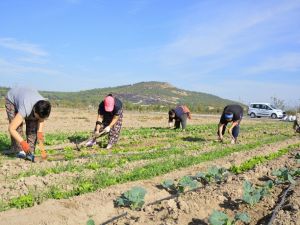 Aliağalı kadınlardan doğal tarım atağı
