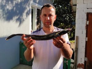 Muğla’da oltaya vantuz balığı takıldı