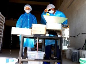 Sarıgöl’de pekmez üretimine başlandı