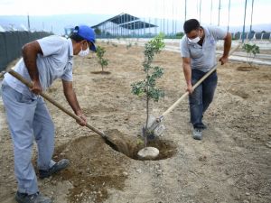 Büyükşehir Sakız ağaçlarını toprakla buluşturdu