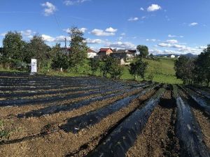 TİKA’dan Bosna Hersek’te çilek yetiştiriciliğine destek