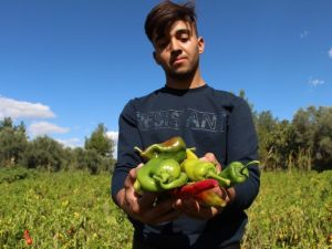 Coğrafi işaretli Kale biberinde son hasat başladı