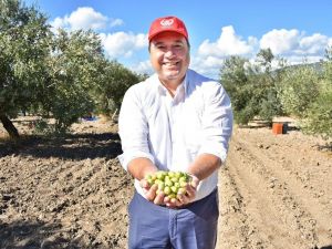 Başkan Dutlulu, belediyeye ait arazilerde zeytin hasadı yaptı