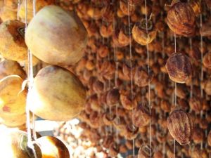 Olgunlaşmamış hurma 3 haftada şifa dolusu lezzete dönüşüyor