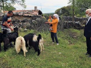 Büyükşehir’den 100 aileye 300 kıl keçisi