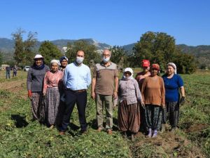 Tatlı patates için kariyerini terk etti, ilk hasadı yaptı