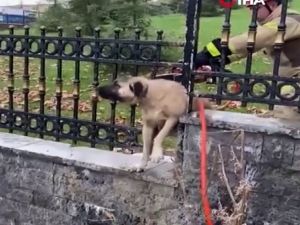 Demir korkuluklara sıkışan köpeğin imdadına itfaiye koştu