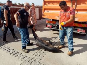 Kuşadası’nda çizgili yunus ölü bulundu