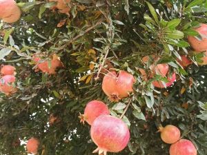 Nar piyasası belirsiz