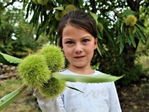 1000 rakımlı engebeli arazide bin bir zahmetli kestane hasadı başladı