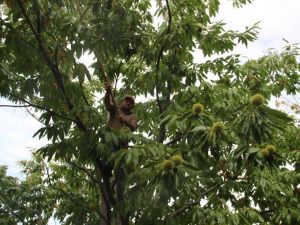 Aydın ve İzmir’de kestane hasadı başladı