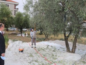 Turgutlu Belediyesi zeytin hasadına başladı