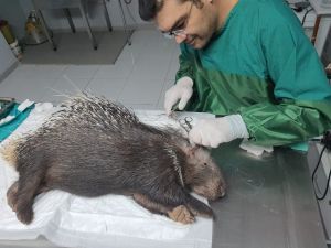 Muğla’da yaralı bulunan oklu kirpi tedaviye alındı
