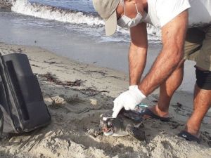 Kuşadası’nda ölen yeşil kaplumbağa sahile vurdu