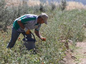 Buca’nın ürünleri bin 458 mutfağa bereket oldu