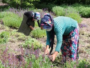 Adaçayı köylülerin kazanç kapısı oldu