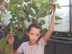 Fethiye’de Ekim ayında meyve veren dut ağacı şaşkınlık oluşturdu