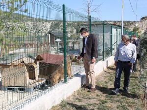 Sokak hayvanları kısırlaştırılarak rehabilite edilecek