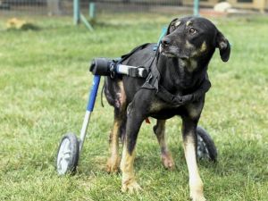 Umut isimli köpek özel tasarlanan ortopedik yürüteçle hayata tutunuyor