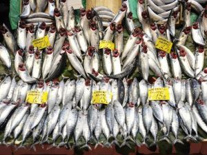 Balık tezgahlarında palamut bolluğu devam ediyor