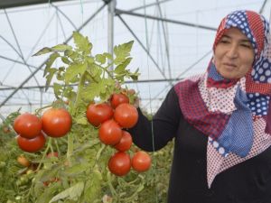 Devlet desteği ile kurdukları seralardan yılın 10 ayı ürün alıyorlar