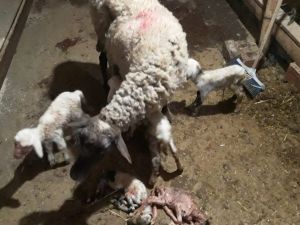 Denizli’de koyun 5’iz  doğurdu