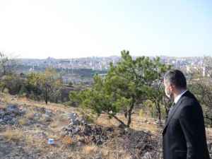 Pursaklar‘da yeşil alan seferberliği