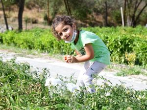 Üreğil Millet Bahçesi tarım alanı halka açıldı