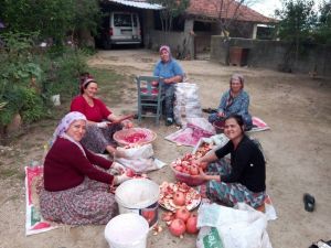 Aydın’da narlar şifa için kaynatıldı