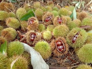 Ödemiş’te kestane hasat sezonu başladı