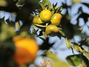 Mandalinada rekor rekolte, yüz güldürdü