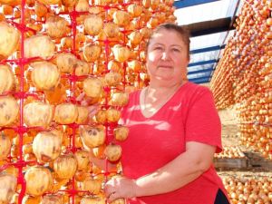 Ödemişli kadınlardan Türkiye’nin dört bir yanına Trabzon hurması