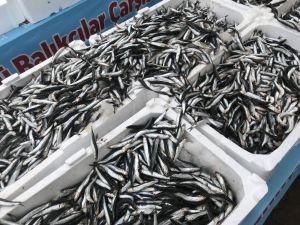 Denizlerdeki hamsi bolluğu fiyatları bir günde yarıya düşürdü