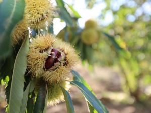 Ormanlarda yetişen kestaneler köylüye gelir kapısı oldu