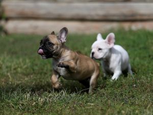 Pandemide kayıp evcil hayvan ilanları 4 kat arttı