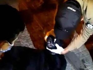 Zehirlenen köpek için bekçiler seferber oldu