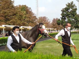 Veliefendi’de taylar satışa çıktı