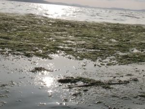 Karşıyaka sahili deniz marullarıyla doldu