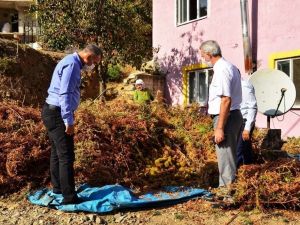 Buldan’da 810 dekar alanda 300 ile 350 ton arası kestane hasadı devam ediyor